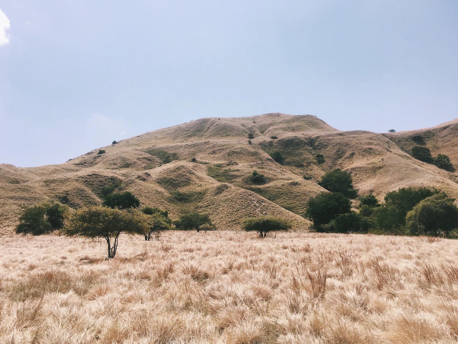 View of brownish grass hills at Gili Lawa Darat, Flores