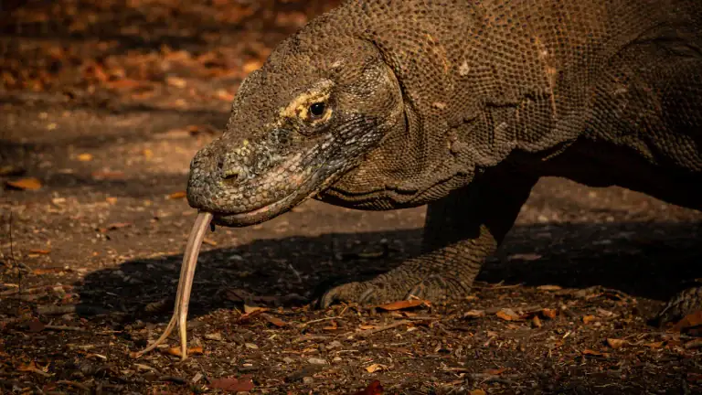 Close-up of a Komodo dragon in the open with its long tongue extended