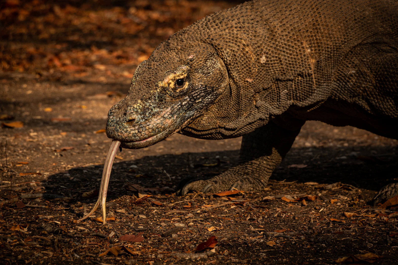 A Komodo dragon in its natural habitat in Komodo National Park, photographed from a safe distance