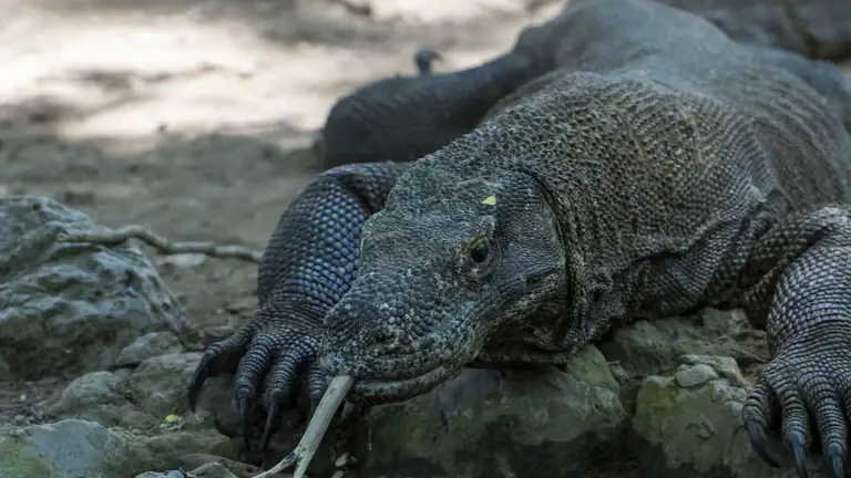 Komodo dragon resting on rocky ground with its tongue slightly out