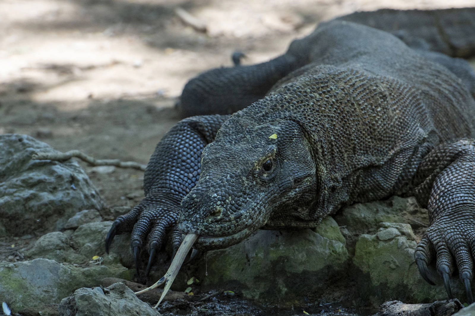 A Komodo dragon in its natural habitat, its scaly skin clearly visible