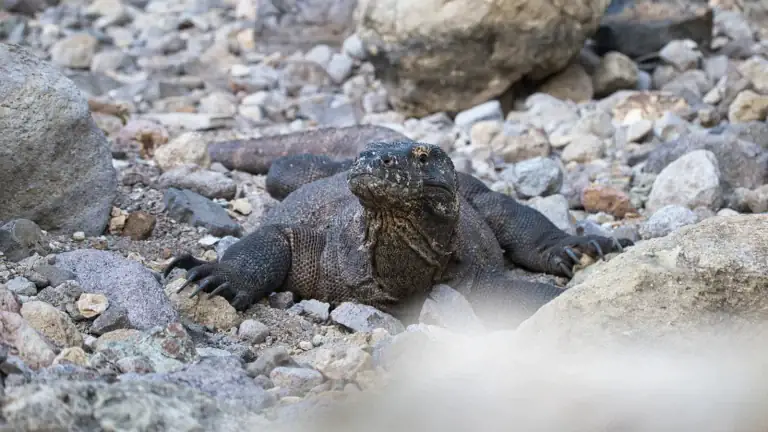 A Komodo dragon resting among rocks