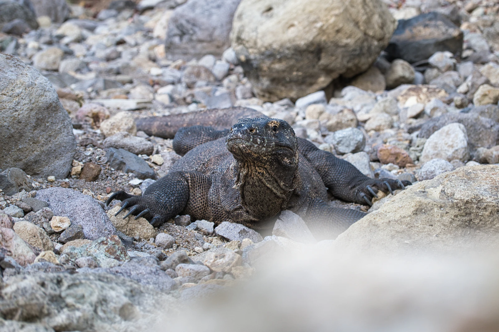 A Komodo dragon walking on dry ground in Komodo National Park, its scaly skin clearly visible