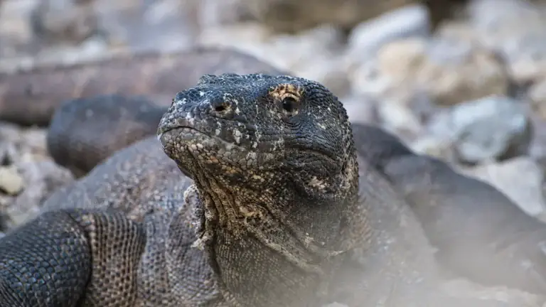 Komodo dragon resting on rocky ground in its natural habitat