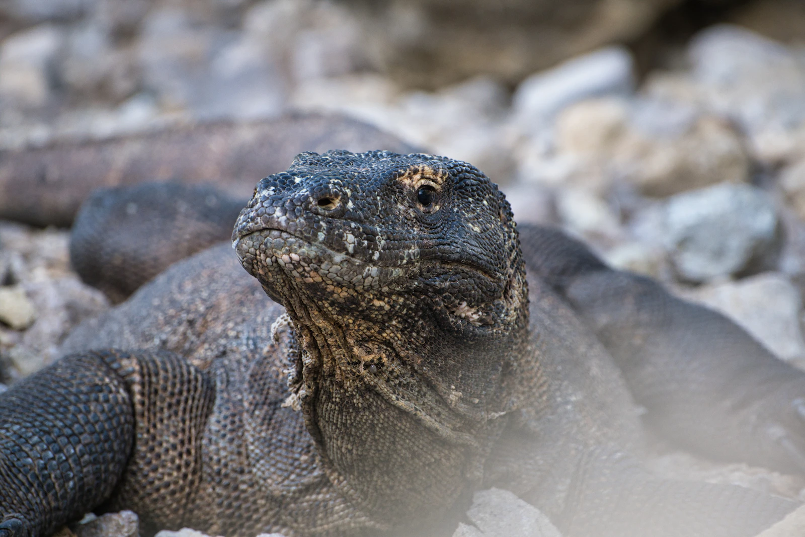 A Komodo dragon in its natural habitat within Komodo National Park (not a claim of a specific location)