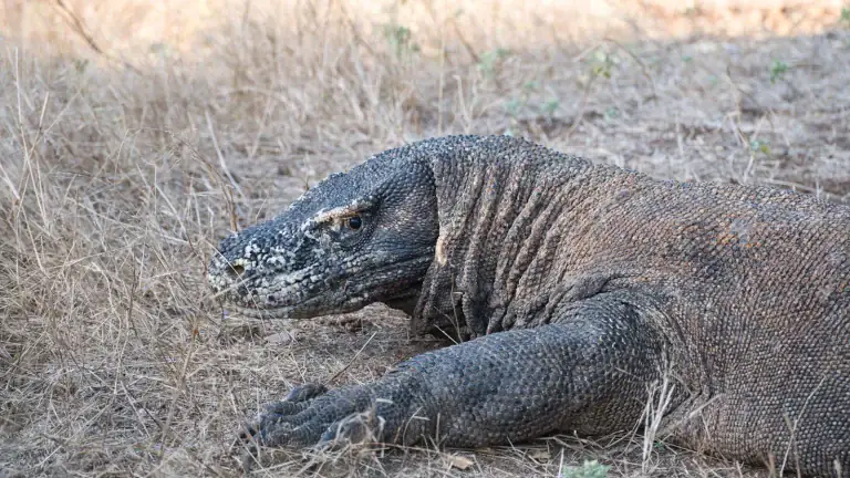 Komodo dragon resting on dry grass