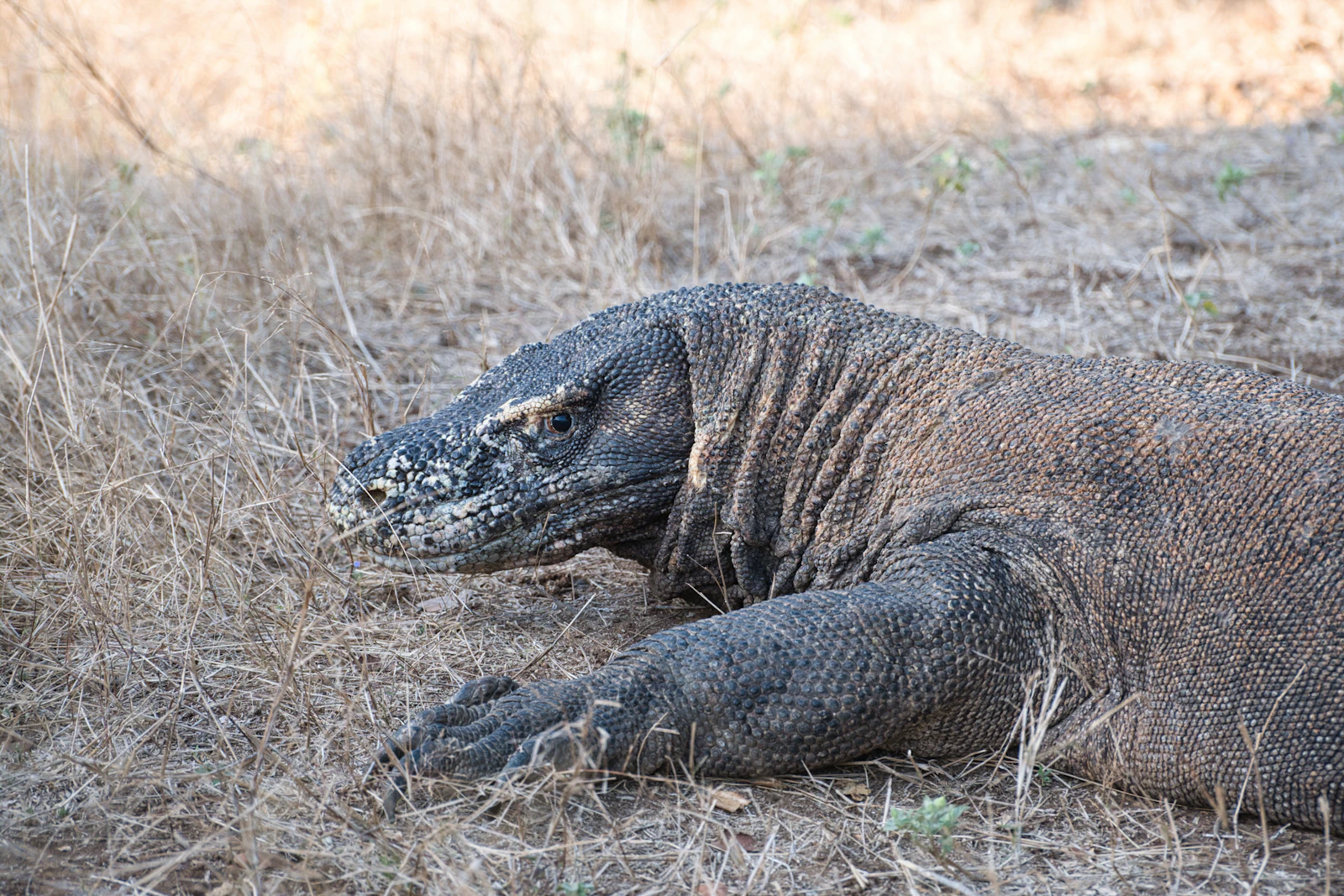 A Komodo dragon in its natural habitat within Komodo National Park (variant image, not a claim of a specific location)