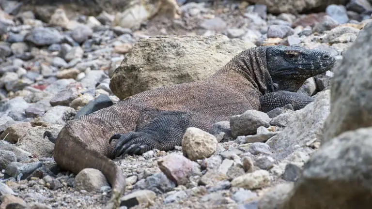 Komodo dragon resting on rocky ground
