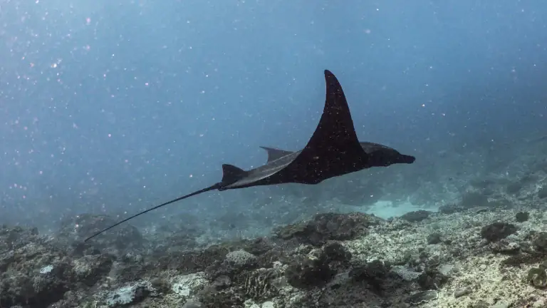 A manta ray swimming above a coral reef