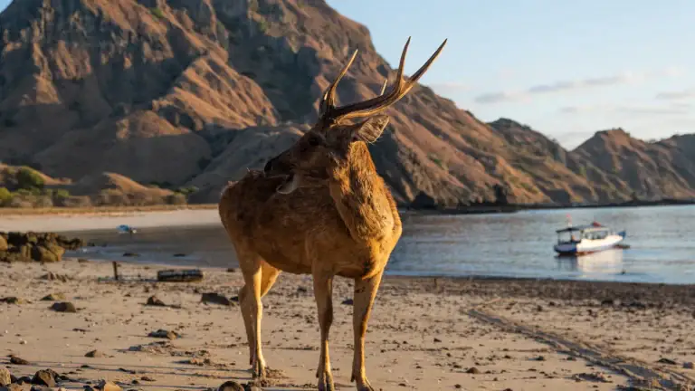 A deer standing at the shoreline of Padar Island at sunrise