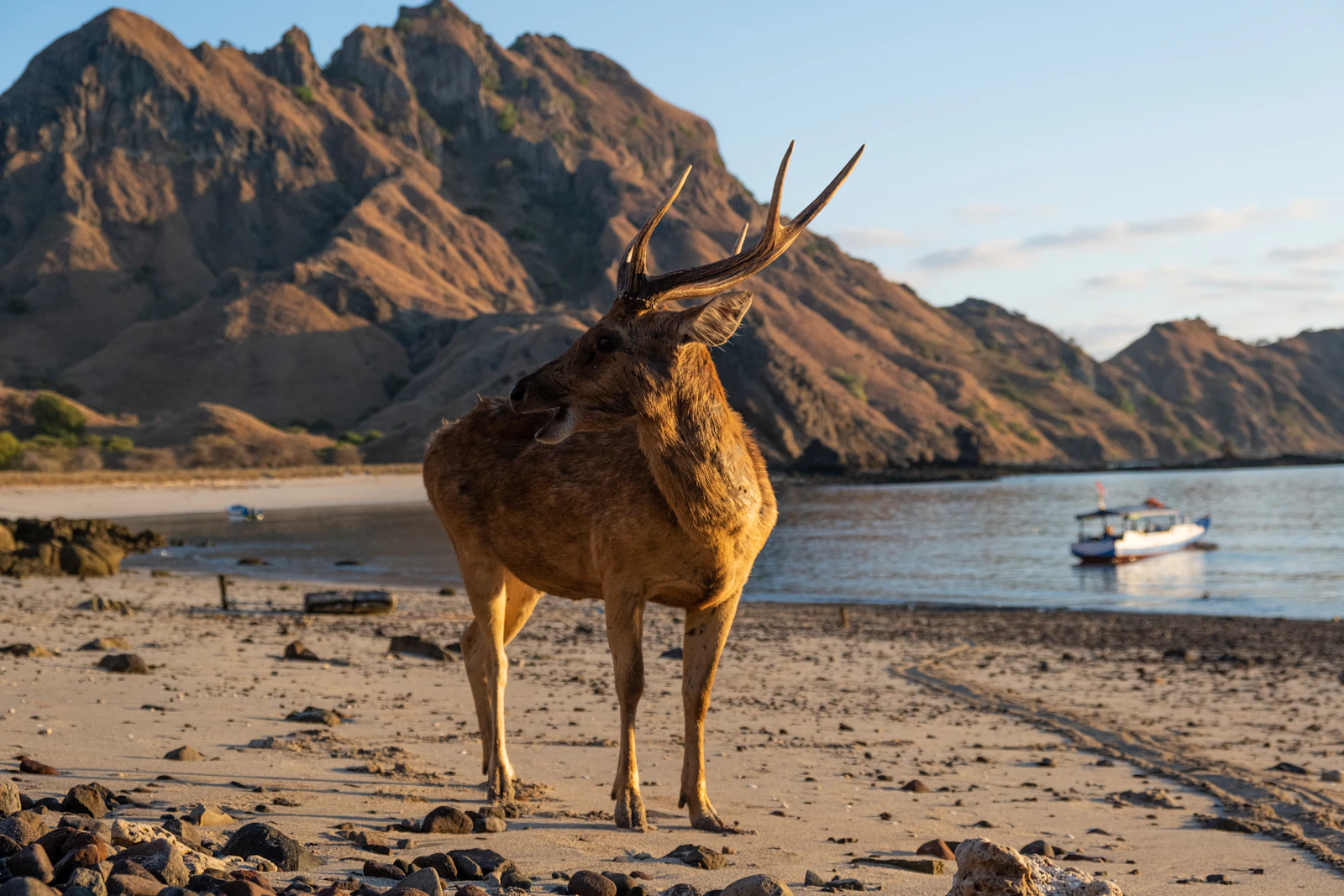 A deer standing at the edge of Padar Island's beach at sunrise