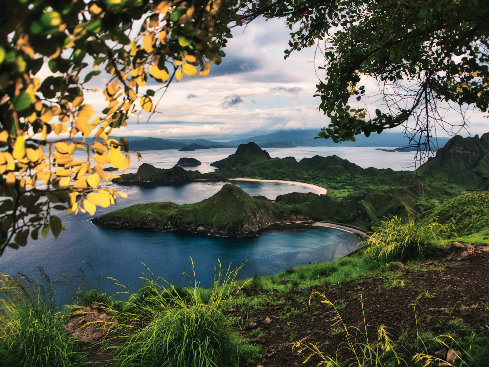A stretch of green-gold grass hills on Padar Island with a bay visible in the distance
