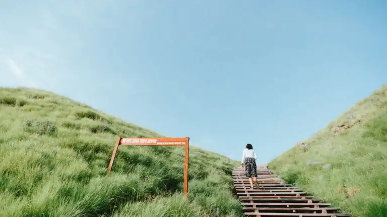 Visitors climbing the wooden staircase on Padar Island's hiking trail, surrounded by hillside grass
